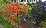 Hoa phượng thơ mộng nở rộ bên sông Tô Lịch