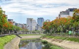 Hoa phượng thơ mộng nở rộ bên sông Tô Lịch