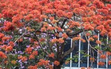 Hoa phượng thơ mộng nở rộ bên sông Tô Lịch