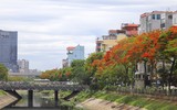 Hoa phượng thơ mộng nở rộ bên sông Tô Lịch