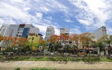 Hoa phượng thơ mộng nở rộ bên sông Tô Lịch