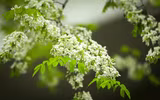 Mê mẩn ngắm hoa sưa nở trắng trời Hà Nội