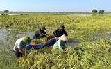 Công an Hà Nội ngâm mình trong ‘biển nước’, đưa người dân đến vùng an toàn