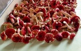 Chỉ mọc vào ban đêm, loài này ở Việt Nam được ví như 