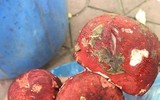 Chỉ mọc vào ban đêm, loài này ở Việt Nam được ví như 