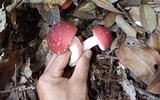 Chỉ mọc vào ban đêm, loài này ở Việt Nam được ví như 