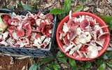 Chỉ mọc vào ban đêm, loài này ở Việt Nam được ví như 