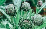 Loài hoa đẹp mê ly và cũng là thảo dược quý có trong các bài thuốc đông y