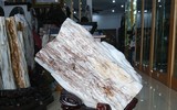 Cây gỗ hóa ngọc sánh ngang kim cương, giá 600 tỷ đồng
