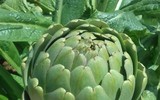 Loài hoa đẹp mê ly và cũng là thảo dược quý có trong các bài thuốc đông y