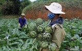 Loài hoa đẹp mê ly và cũng là thảo dược quý có trong các bài thuốc đông y