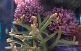 Sự thật thú vị về loài cá ngựa