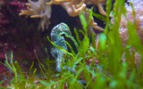 Sự thật thú vị về loài cá ngựa