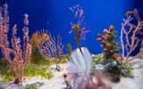 Sự thật thú vị về loài cá ngựa