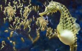 Sự thật thú vị về loài cá ngựa