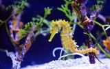 Sự thật thú vị về loài cá ngựa