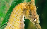 Sự thật thú vị về loài cá ngựa