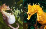 Sự thật thú vị về loài cá ngựa