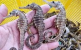Sự thật thú vị về loài cá ngựa