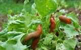 Không phải cá mập hay cá sấu, đây là loài có số răng nhiều nhất lên tới 30.000 chiếc