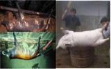Có gì trong con lợn gác bếp 53 năm, được trả giá 2 tỷ ?