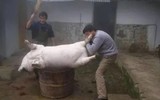 Có gì trong con lợn gác bếp 53 năm, được trả giá 2 tỷ ?