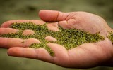 Bãi biển kỳ lạ nhất trên thế giới: Nằm giữa đồng cỏ, phát ra ánh sáng