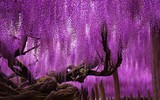 Những cây cổ thụ đẹp, lạ nhất thế giới, tự đổi màu được ví như máu của rồng