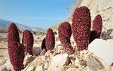 Những điều đặc biệt về loài cây ngón tay sa mạc