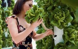 Bên trong trang trại lớn nhất thế giới