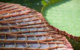 Kỳ lạ loài sen vua có lá to như chiếc thuyền thúng, chở được người