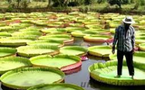 Kỳ lạ loài sen vua có lá to như chiếc thuyền thúng, chở được người