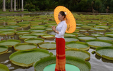 Kỳ lạ loài sen vua có lá to như chiếc thuyền thúng, chở được người