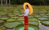 Kỳ lạ loài sen vua có lá to như chiếc thuyền thúng, chở được người