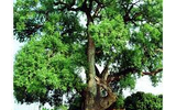 Giai thoại lịch sử về cây được vua phong là “Quốc chúa đô mộc Dã Đại Vương” 