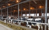 Nhật Bản: Nhiên liệu cho động cơ tên lửa làm từ phân bò 