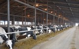 Nhật Bản: Nhiên liệu cho động cơ tên lửa làm từ phân bò 