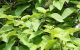 Bí ẩn về loài cây tạo oxy cao gấp 4 lần mọi loại cây khác
