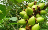 Bí ẩn về loài cây tạo oxy cao gấp 4 lần mọi loại cây khác