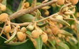 Bí ẩn về loài cây tạo oxy cao gấp 4 lần mọi loại cây khác