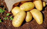 Nano kháng khuẩn trong phẫu thuật có nguồn gốc từ vỏ khoai tây