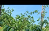 Biến lá cây thành tiền, người dân thu nhập ổn định