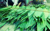 Biến lá cây thành tiền, người dân thu nhập ổn định