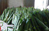 Biến lá cây thành tiền, người dân thu nhập ổn định