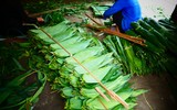Biến lá cây thành tiền, người dân thu nhập ổn định