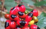 Loại hạt quý hiếm và đắt đỏ nhất Việt Nam, giá 240 triệu đồng/kg