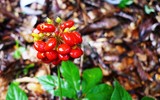Loại hạt quý hiếm và đắt đỏ nhất Việt Nam, giá 240 triệu đồng/kg