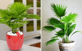 Những loại cây mang lại không khí trong lành cho ngôi nhà