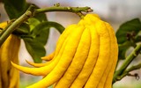 Cách chọn phật thủ tài lộc chưng Tết