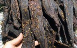 Đặc sản độc đáo 